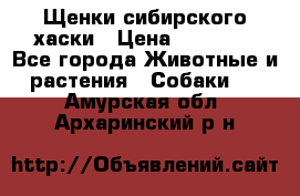 Щенки сибирского хаски › Цена ­ 12 000 - Все города Животные и растения » Собаки   . Амурская обл.,Архаринский р-н